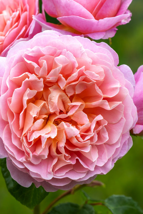  Eustacia Vye English Shrub Rose (David Austin) - 3 Gallon Pot