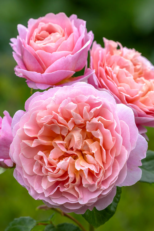  Eustacia Vye English Shrub Rose (David Austin) - 3 Gallon Pot