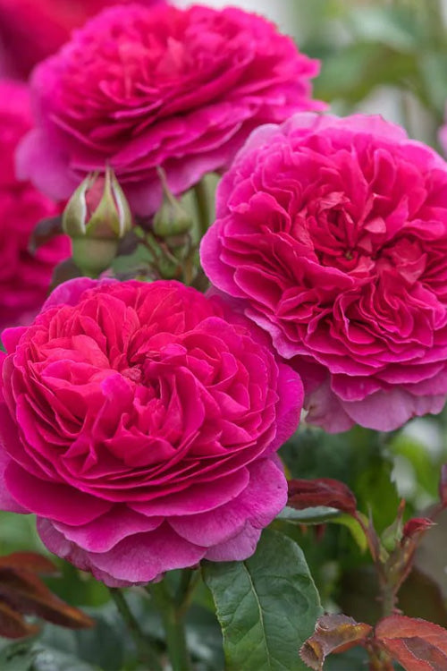  Gabriel Oak English Shrub Rose (David Austin) - 3 Gallon Pot