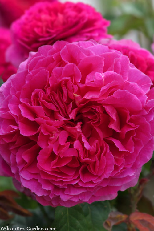  Gabriel Oak English Shrub Rose (David Austin) - 3 Gallon Pot