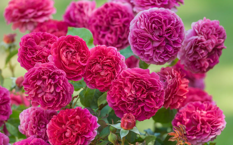  Gabriel Oak English Shrub Rose (David Austin) - 3 Gallon Pot