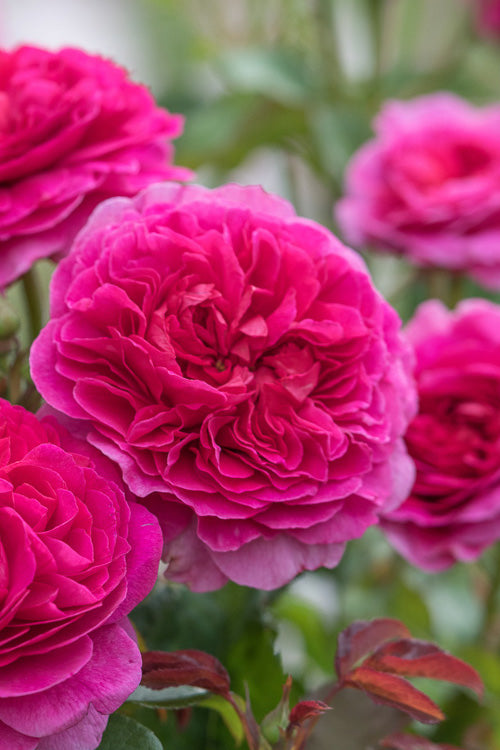  Gabriel Oak English Shrub Rose (David Austin) - 3 Gallon Pot