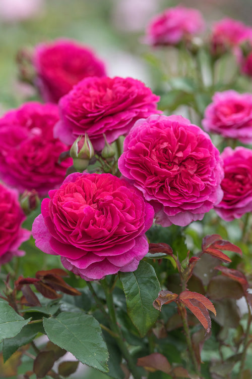  Gabriel Oak English Shrub Rose (David Austin) - 3 Gallon Pot