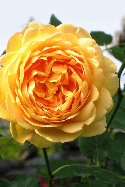  Golden Celebration English Shrub Rose (David Austin) - 2 Gallon Pot