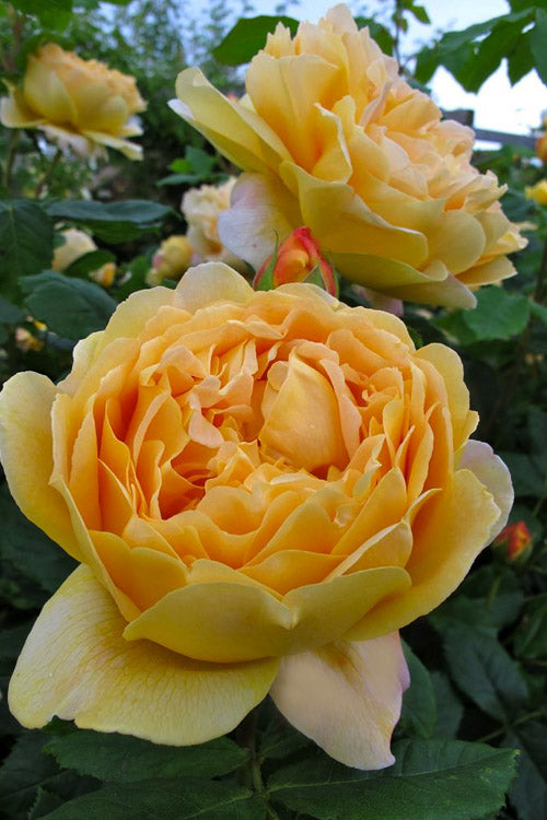  Golden Celebration English Shrub Rose (David Austin) - 2 Gallon Pot
