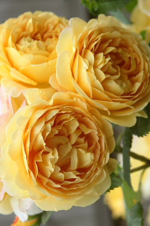  Golden Celebration English Shrub Rose (David Austin) - 2 Gallon Pot