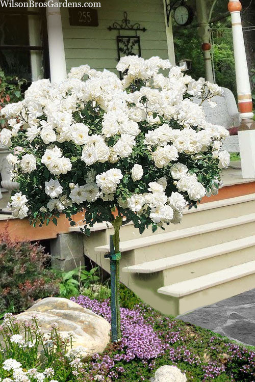  Iceberg Tree Rose - 7 Gallon Pot