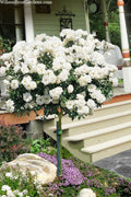  Iceberg Tree Rose - 7 Gallon Pot