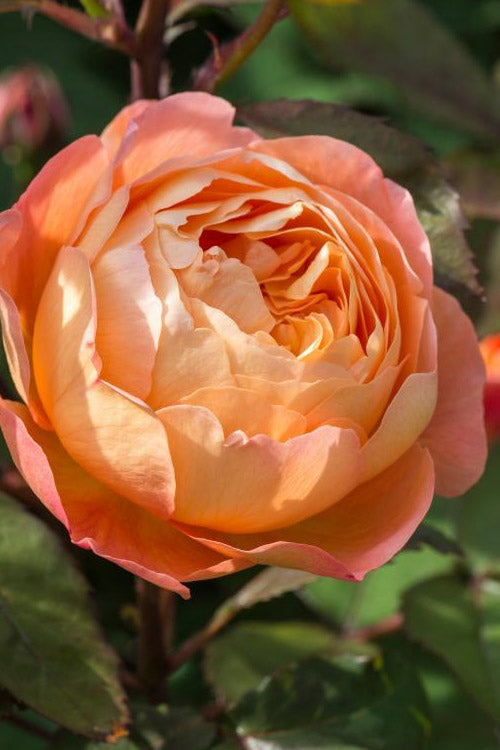  Lady Emma Hamilton English Shrub Rose (David Austin) - 3 Gallon Pot