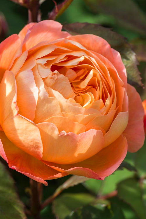  Lady Emma Hamilton English Shrub Rose (David Austin) - 3 Gallon Pot
