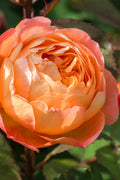  Lady Emma Hamilton English Shrub Rose (David Austin) - 3 Gallon Pot