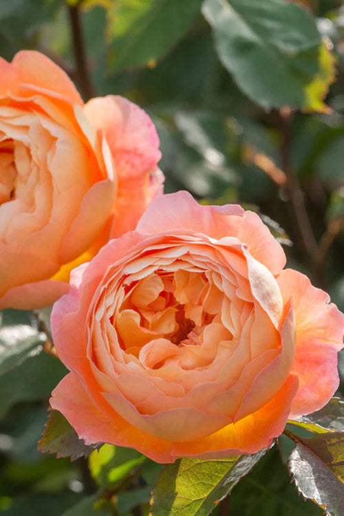  Lady Emma Hamilton English Shrub Rose (David Austin) - 3 Gallon Pot