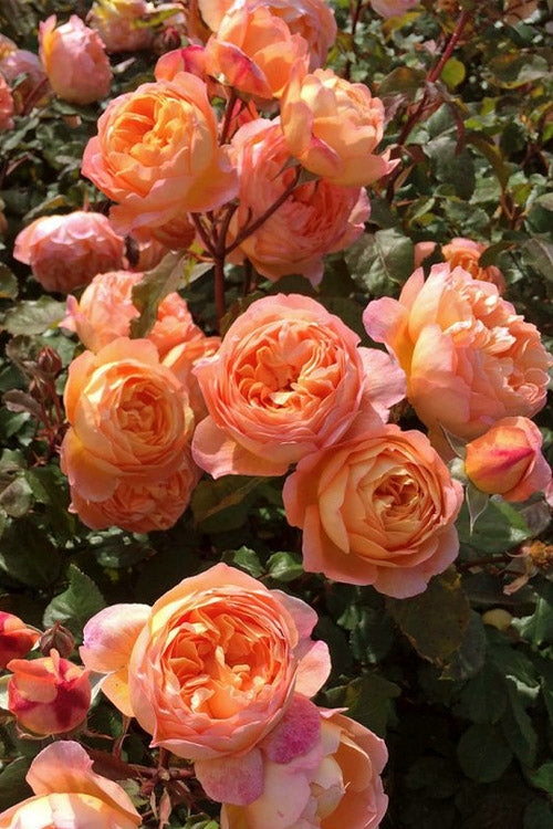  Lady Emma Hamilton English Shrub Rose (David Austin) - 3 Gallon Pot