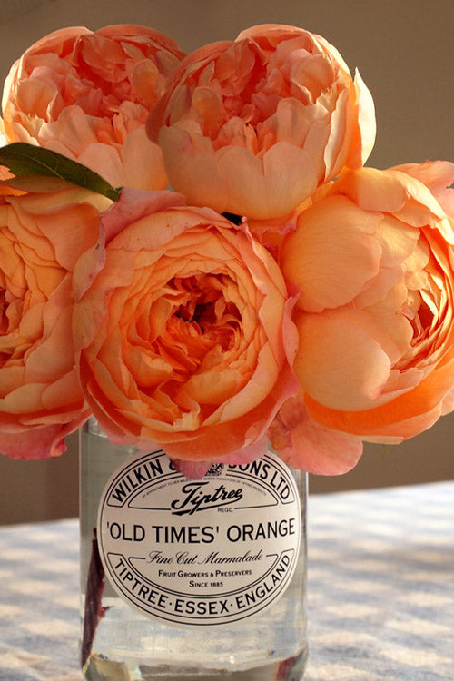  Lady Emma Hamilton English Shrub Rose (David Austin) - 3 Gallon Pot