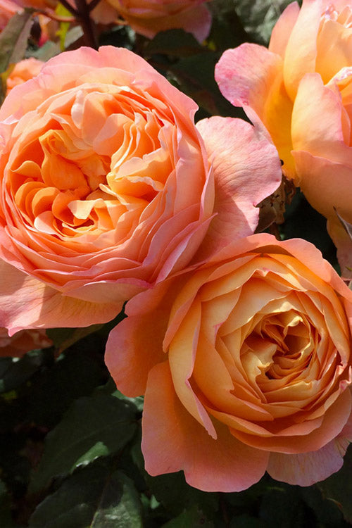  Lady Emma Hamilton English Shrub Rose (David Austin) - 3 Gallon Pot