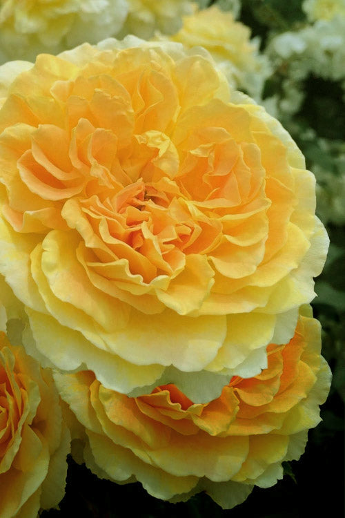  Molineux English Shrub Rose (David Austin) - 3 Gallon Pot