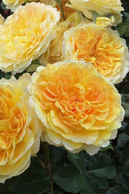  Molineux English Shrub Rose (David Austin) - 3 Gallon Pot