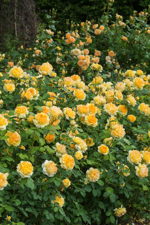  Molineux English Shrub Rose (David Austin) - 3 Gallon Pot