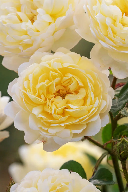 Nye Bevan English Shrub Rose (David Austin) - 2 Gallon Pot