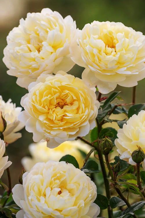  Nye Bevan English Shrub Rose (David Austin) - 2 Gallon Pot