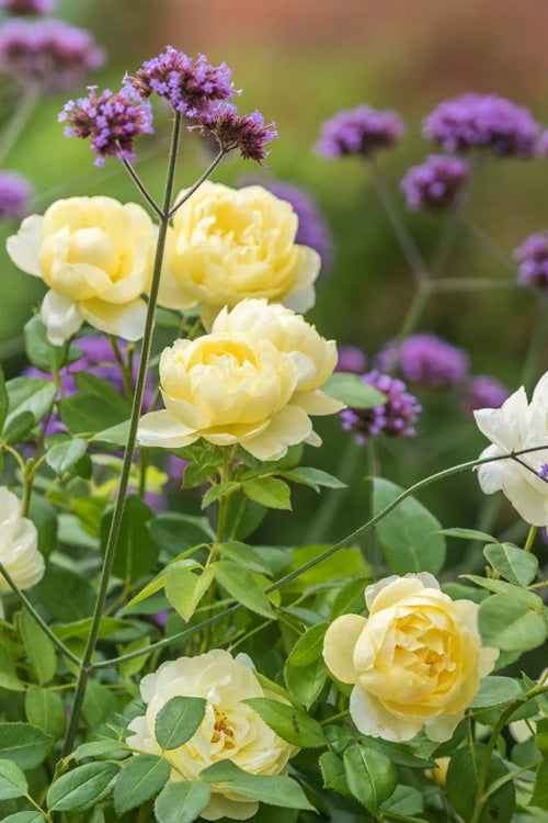  Nye Bevan English Shrub Rose (David Austin) - 2 Gallon Pot