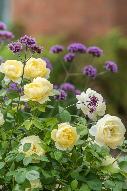  Nye Bevan English Shrub Rose (David Austin) - 2 Gallon Pot