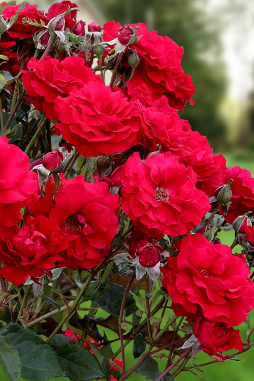  Oh My! Floribunda Tree Rose - 7 Gallon Pot