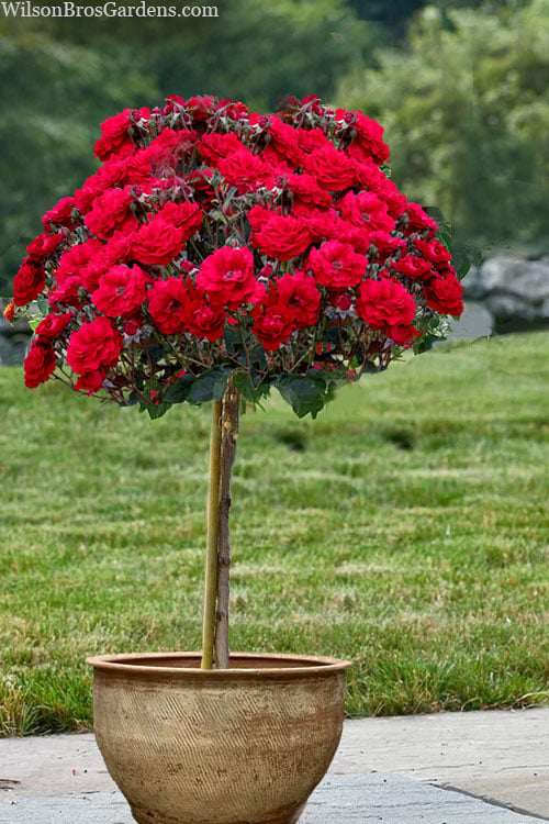  Oh My! Floribunda Tree Rose - 7 Gallon Pot