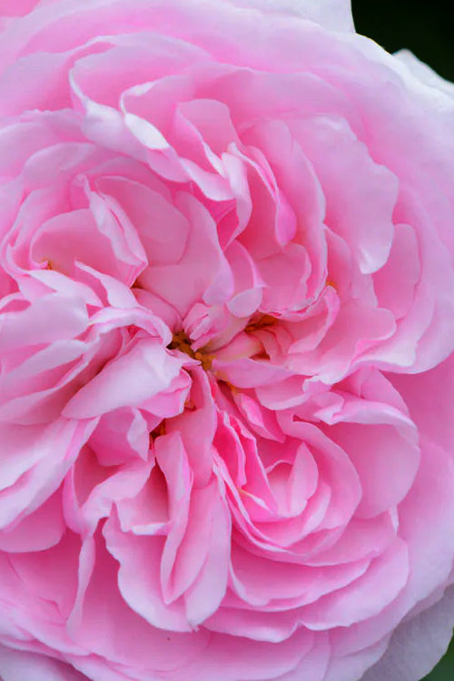  Olivia Rose Austin English Shrub Rose (David Austin) - 3 Gallon Pot