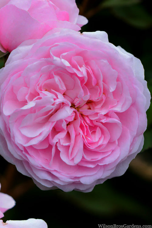  Olivia Rose Austin English Shrub Rose (David Austin) - 3 Gallon Pot