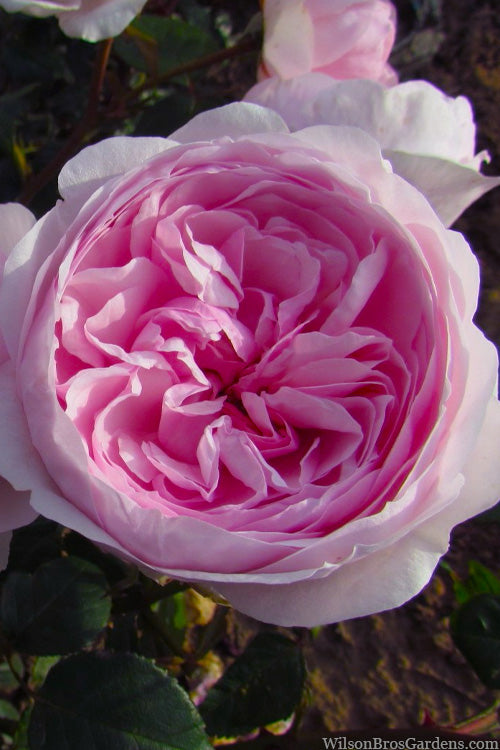  Olivia Rose Austin English Shrub Rose (David Austin) - 3 Gallon Pot