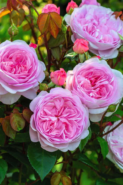  Olivia Rose Austin English Shrub Rose (David Austin) - 3 Gallon Pot
