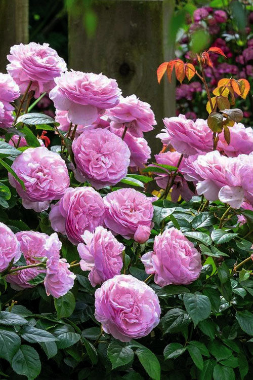  Olivia Rose Austin English Shrub Rose (David Austin) - 3 Gallon Pot