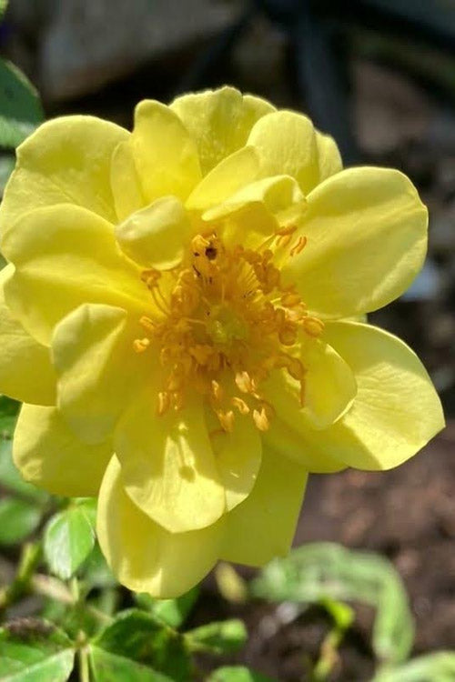  Oso Easy Lemon Zest Rose - 3 Gallon Pot