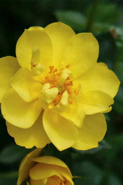  Oso Easy Lemon Zest Rose - 3 Gallon Pot