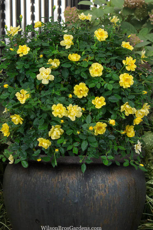  Oso Easy Lemon Zest Rose - 3 Gallon Pot