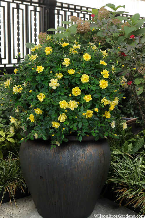  Oso Easy Lemon Zest Rose - 3 Gallon Pot