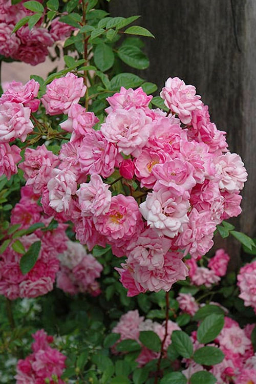  Peggy Martin Climbing Rose - 1 Gallon Pot