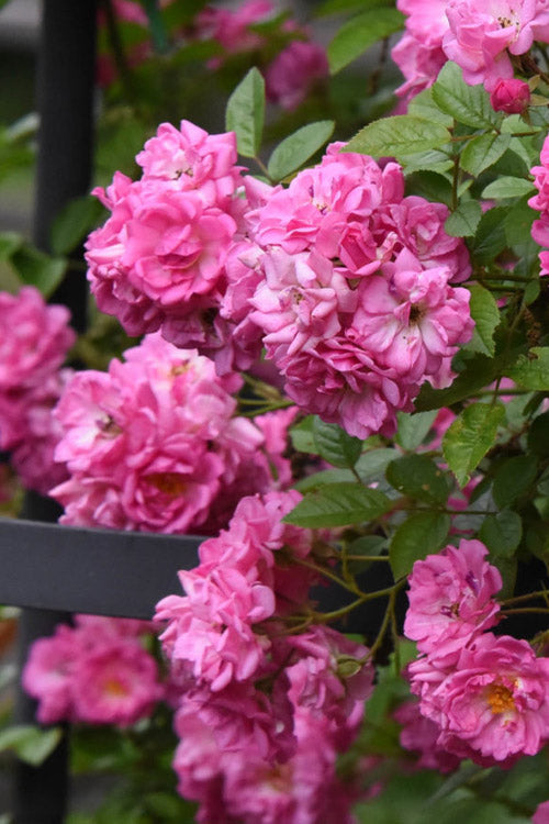  Peggy Martin Climbing Rose - 1 Gallon Pot