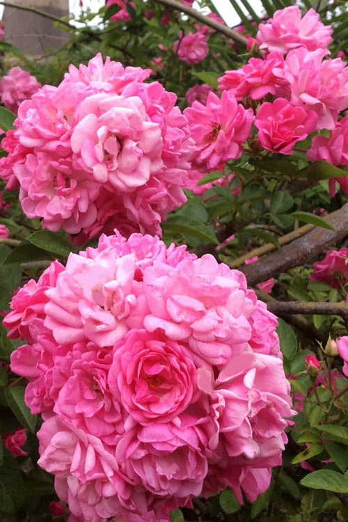  Peggy Martin Climbing Rose - 2 Gallon Pot