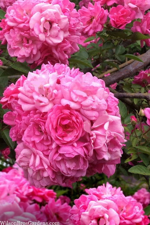  Peggy Martin Climbing Rose - 1 Gallon Pot