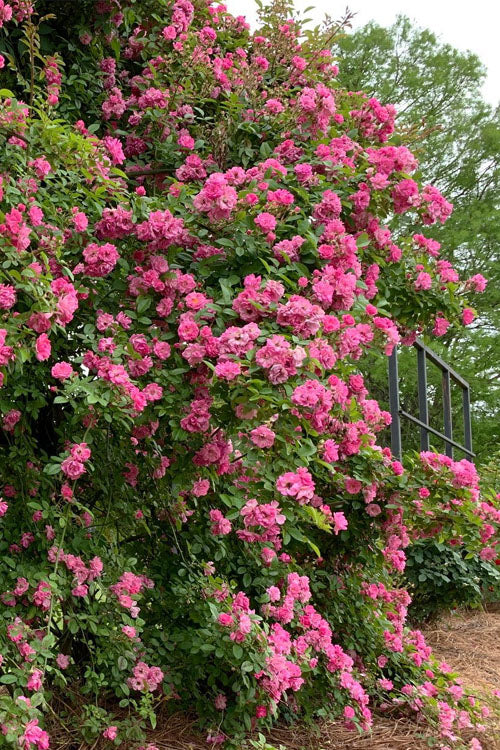 Peggy Martin Climbing Rose - 1 Gallon Pot
