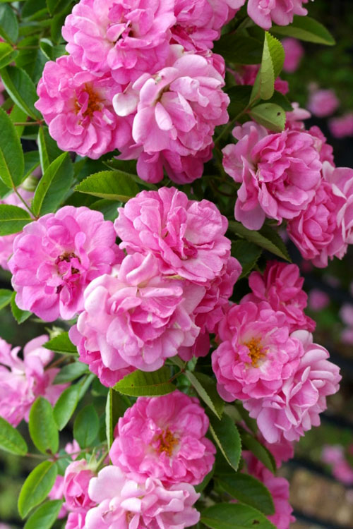  Peggy Martin Climbing Rose - 1 Gallon Pot