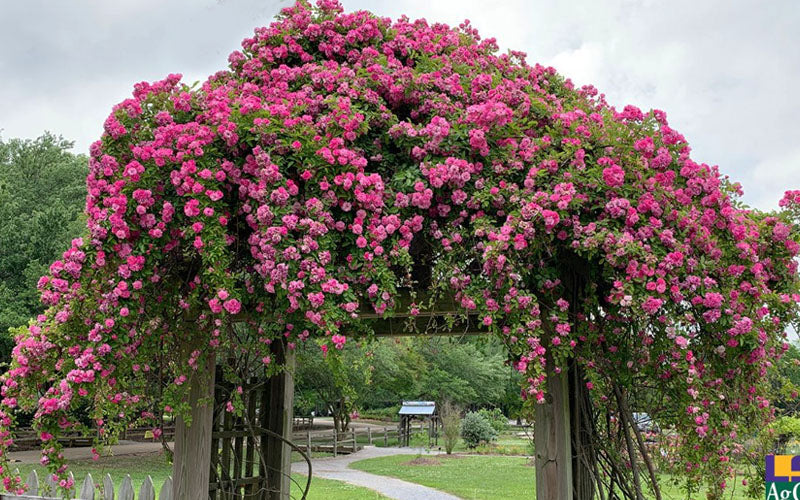  Peggy Martin Climbing Rose - 1 Gallon Pot