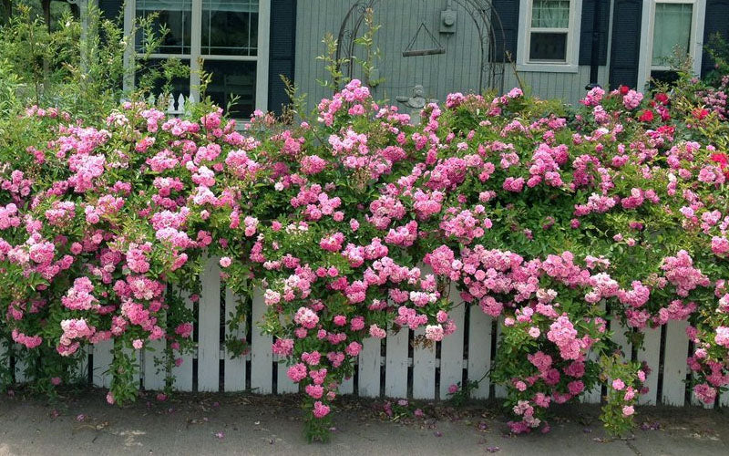  Peggy Martin Climbing Rose - 1 Gallon Pot