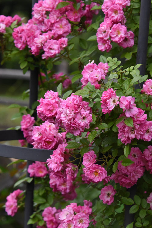  Peggy Martin Climbing Rose - 2 Gallon Pot