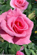  Brindabella Pink Princess Shrub Rose - 2 Gallon Pot
