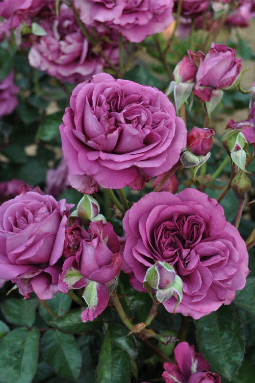  Plum Perfect Rose Bush - 3 Gallon Pot