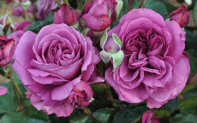  Plum Perfect Rose Bush - 3 Gallon Pot