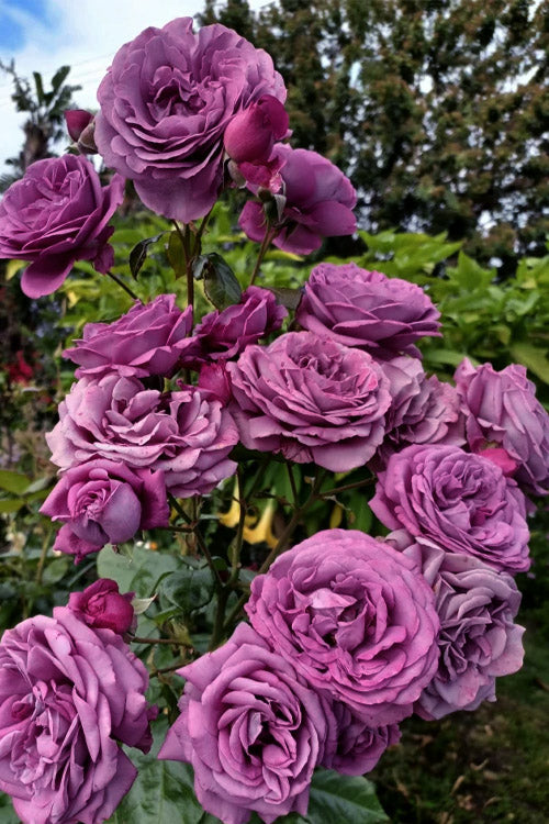  Plum Perfect Rose Bush - 3 Gallon Pot